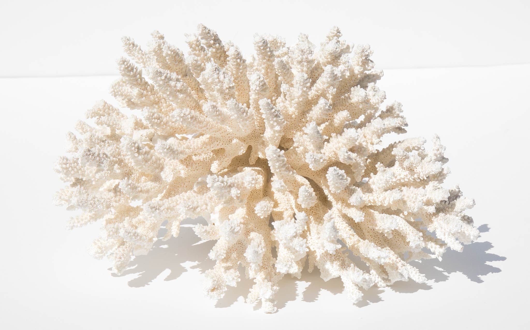 Large Branch Coral