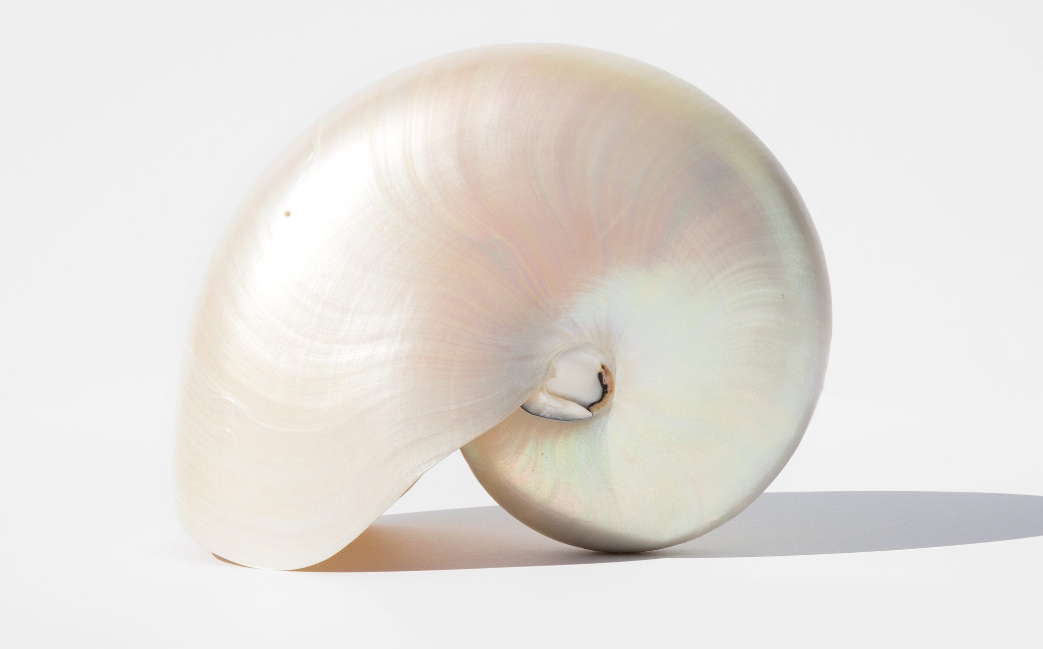 Pearl Nautilus Shell
