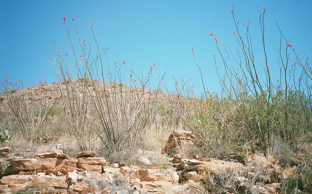 Amazing Ocotillo Eye Care Image Collection Amazing Ocotillo Eye Care Image Collection