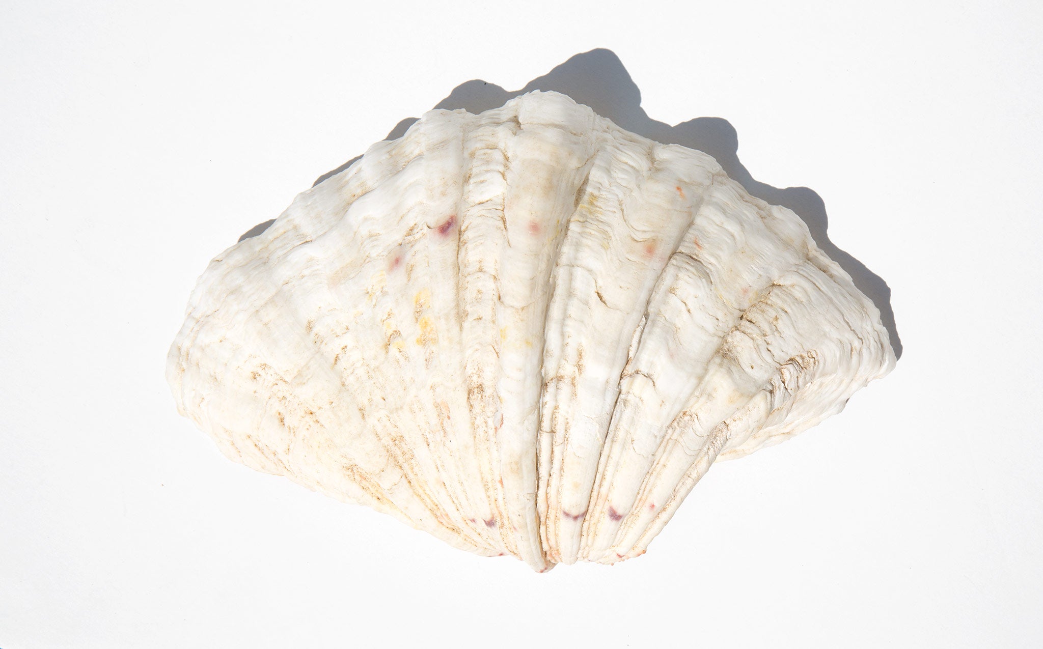 Dappled Clam Shell