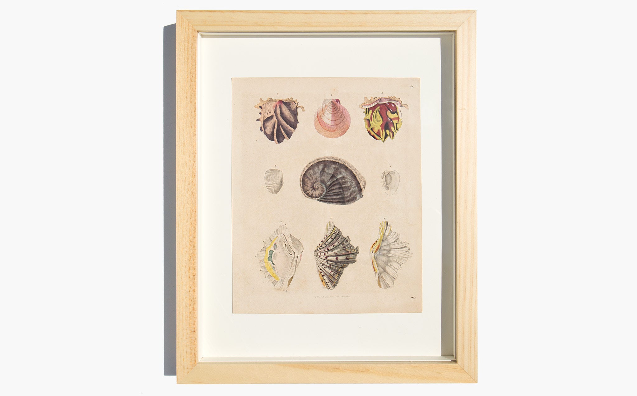 Antique Hand Colored Shell Lithograph