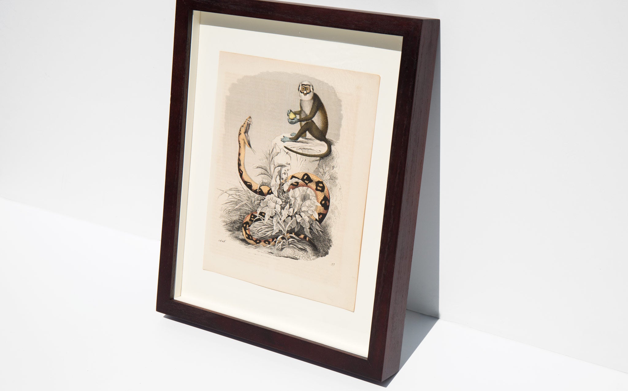 Antique Hand Colored Animal Lithograph