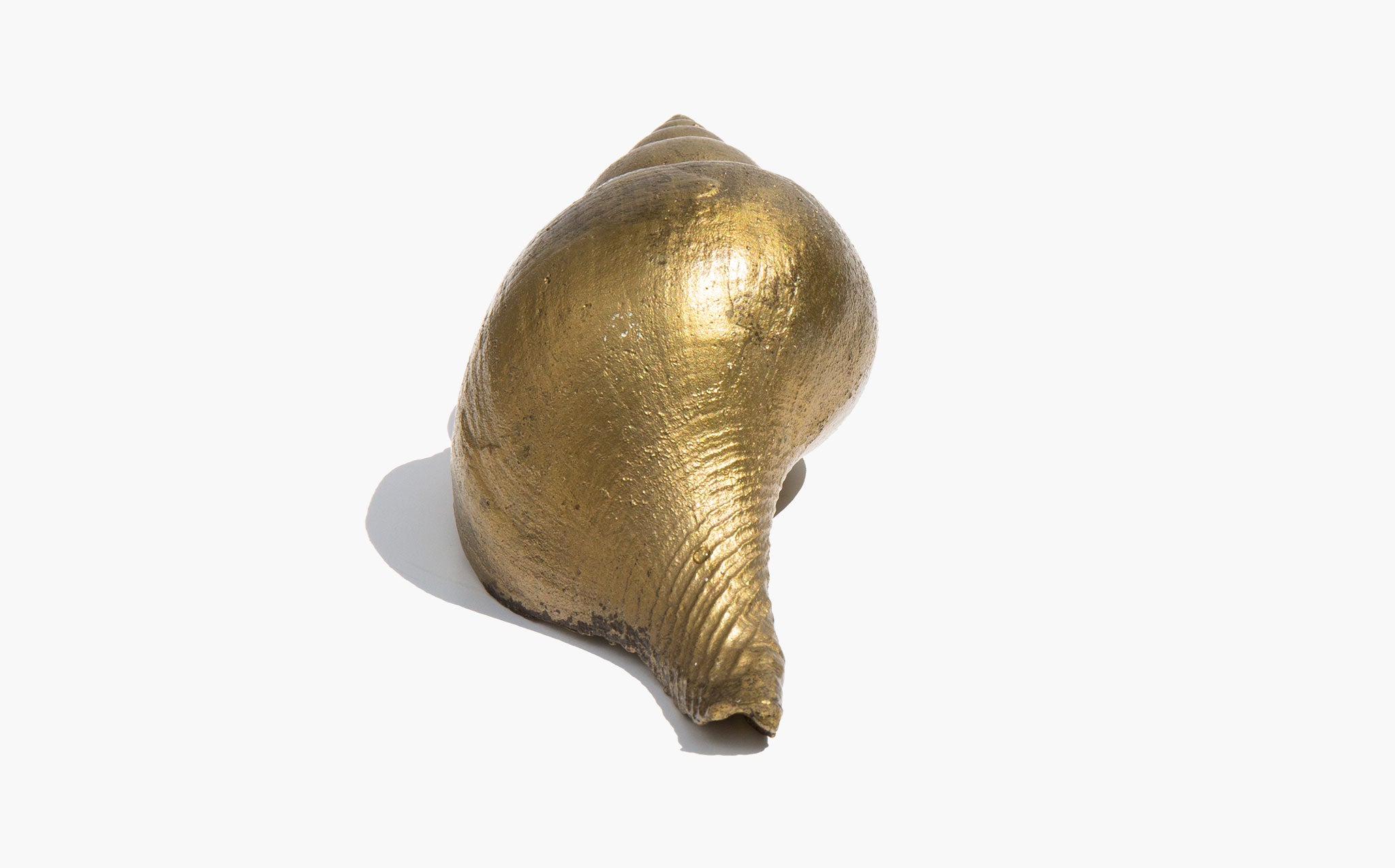 Brass Tulip Shell