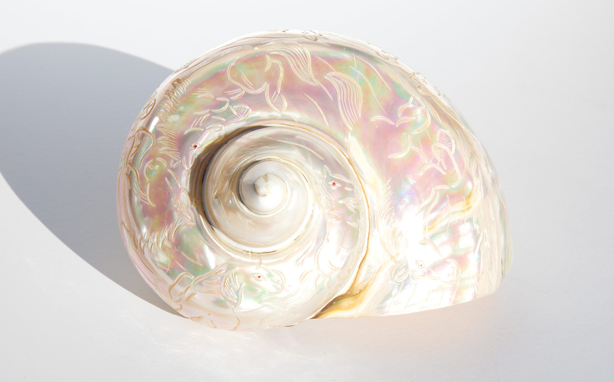 Iridescent Engraved Turbo Marmoratus Shell