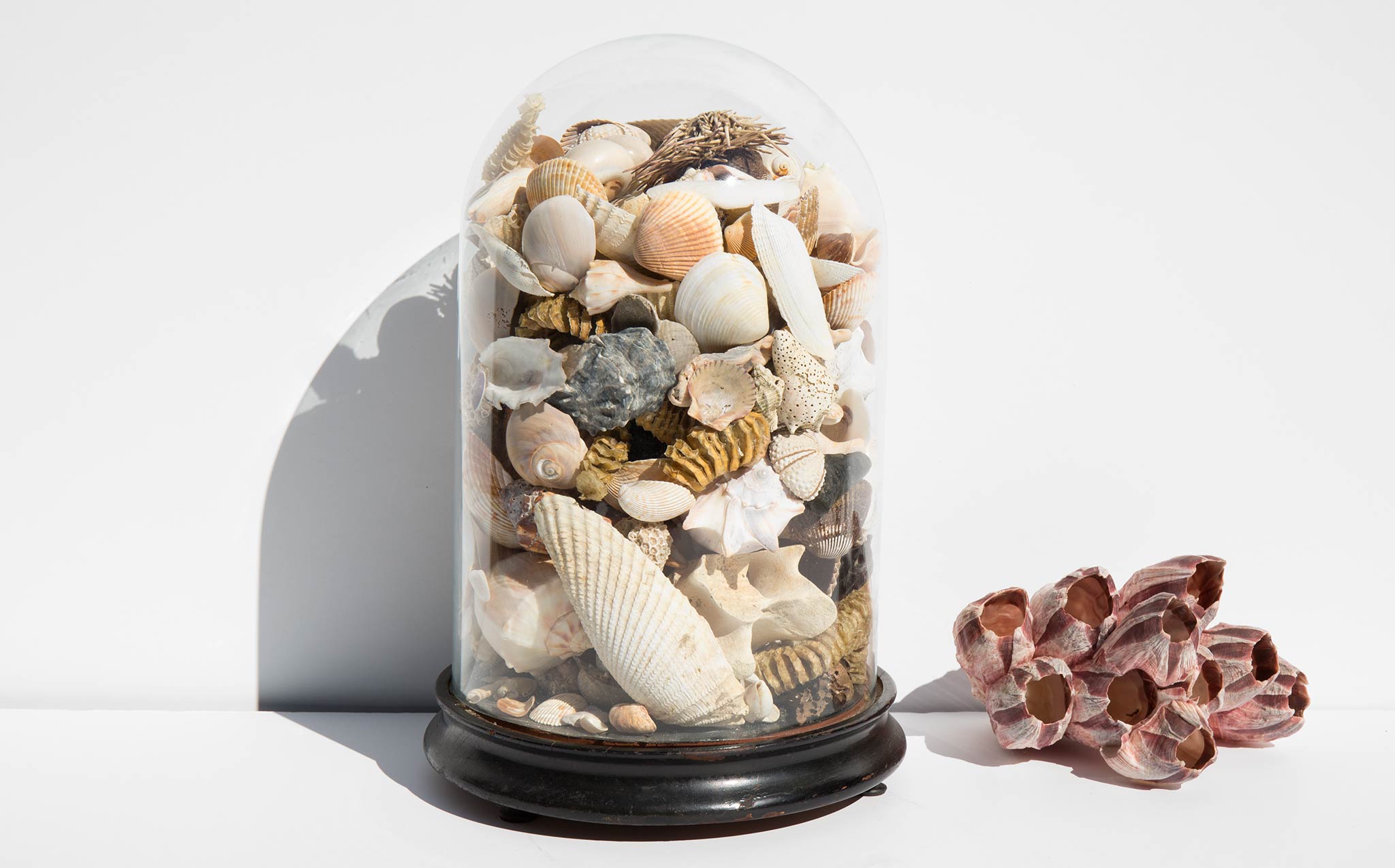Specimen Dome With Shell Collection