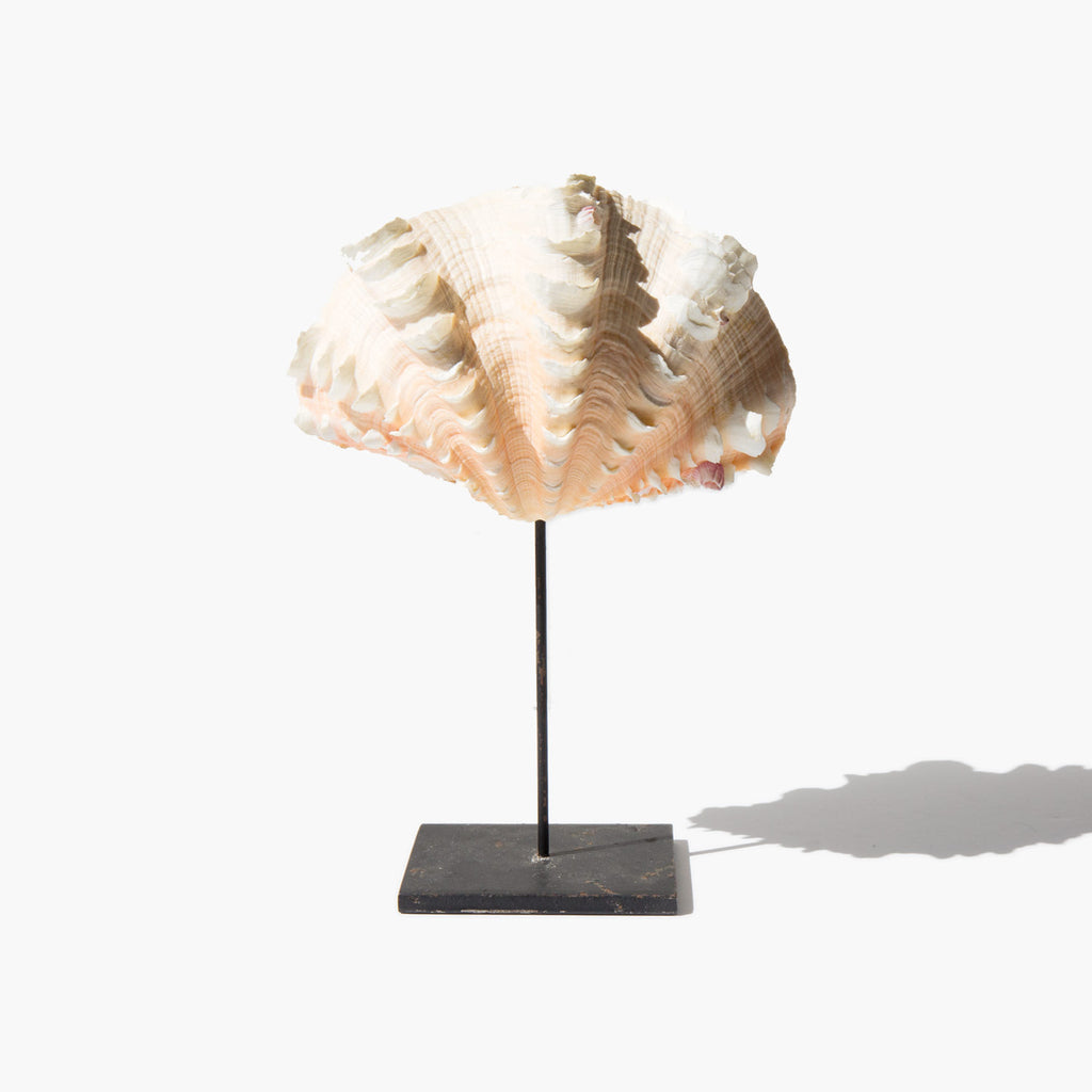 Mounted Fluted Clam Shell | Kindred Black