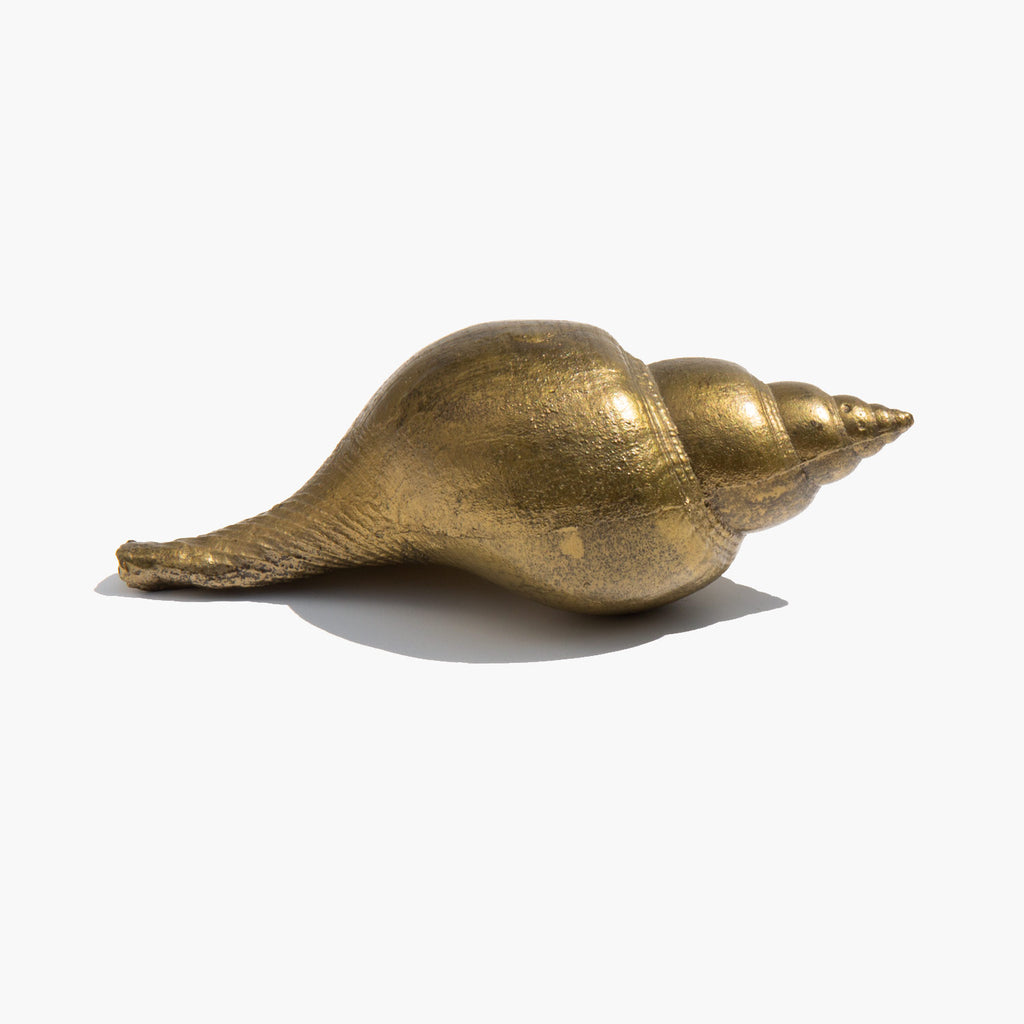 Brass Tulip Shell