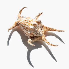 Lambis Lambis | Kindred Black