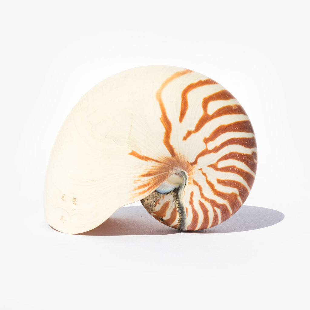 Natural Tiger Striped Nautilus Shell