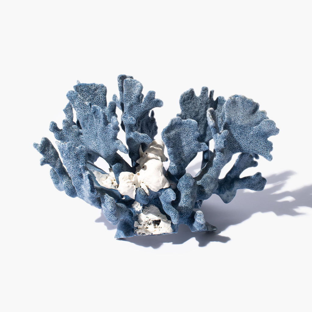 Blue Coral Specimen