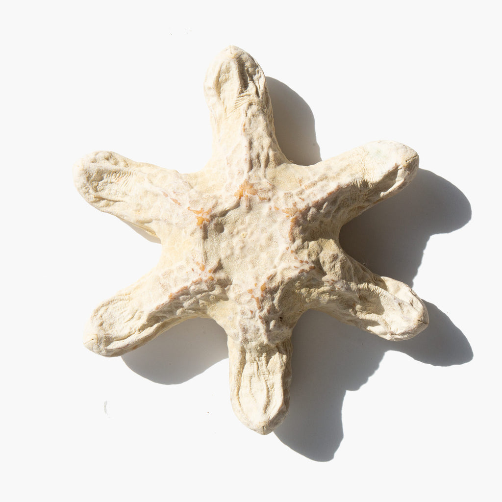 Biscuit Starfish