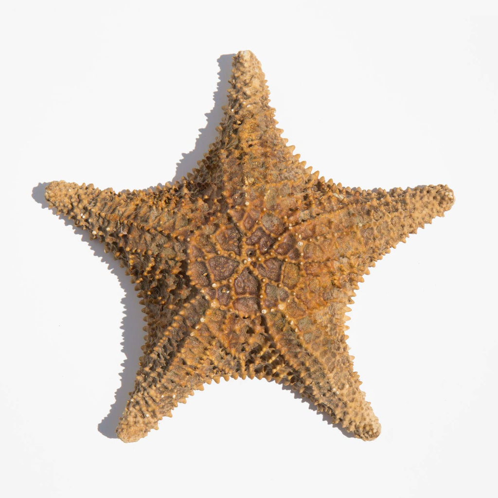 Natural Sea Star