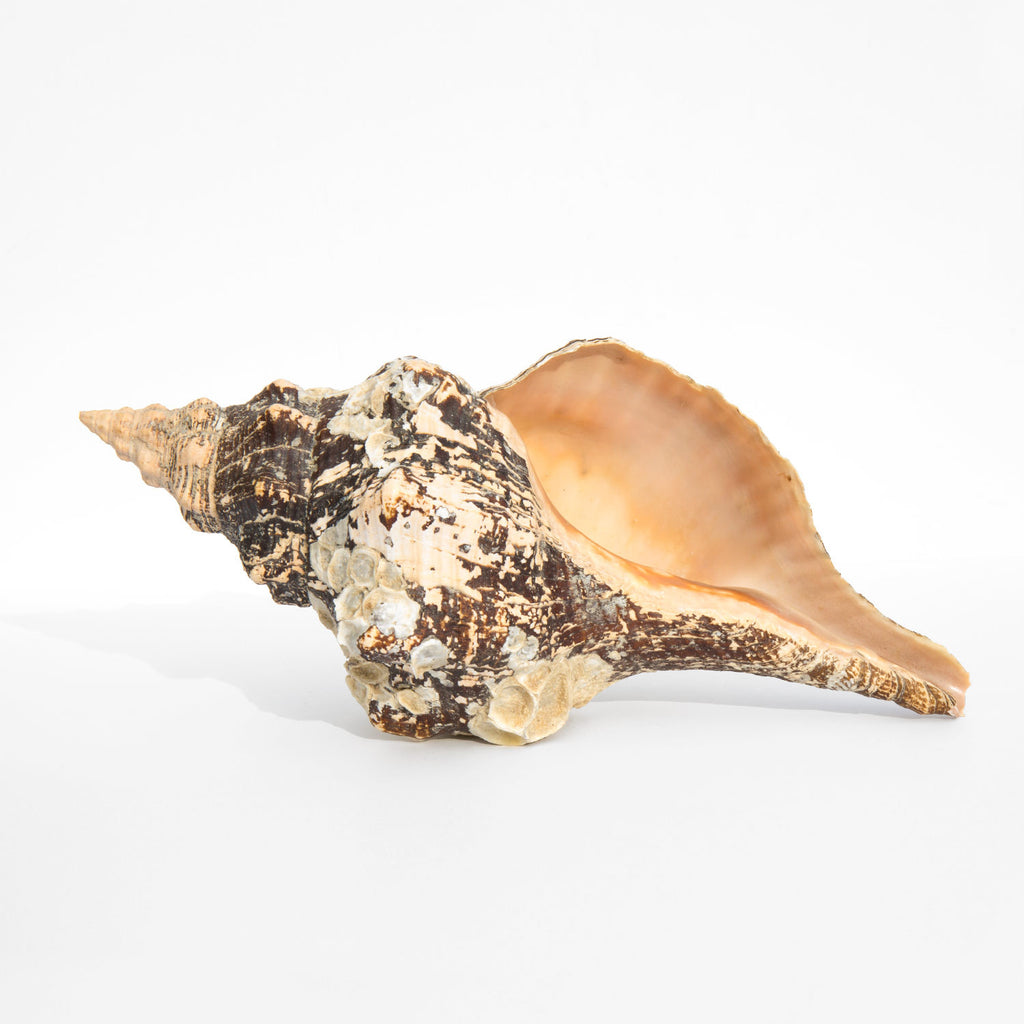 Horse Conch Shell