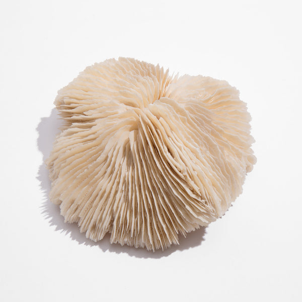 Hard Mushroom Coral