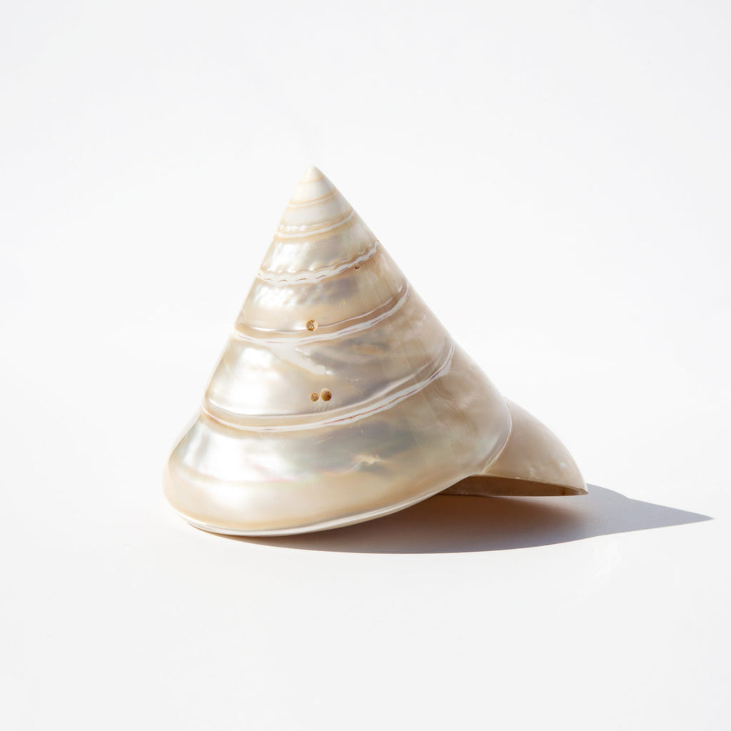 Pearl Trochus Niloticus Shell