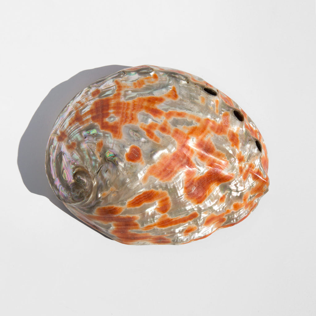 Large Rare Polished South Seas Abalone Shell